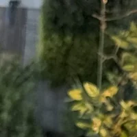 Photo de Jean-François Bagouet